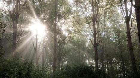 City forest in Rastatt with sun