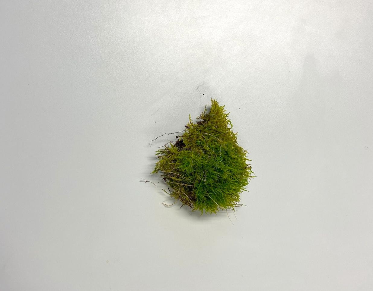 Moss