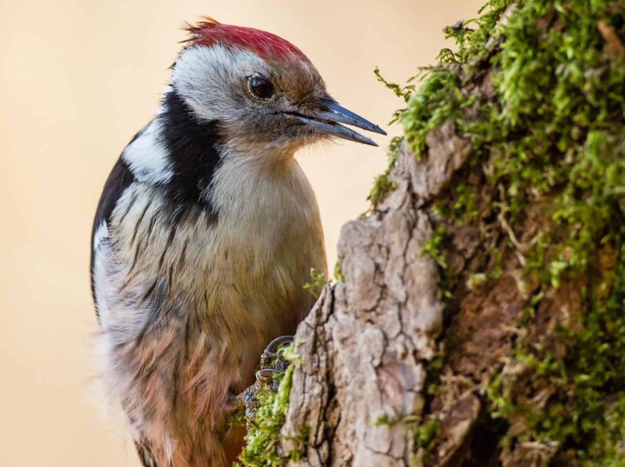 Middle Spotted Woodpecker