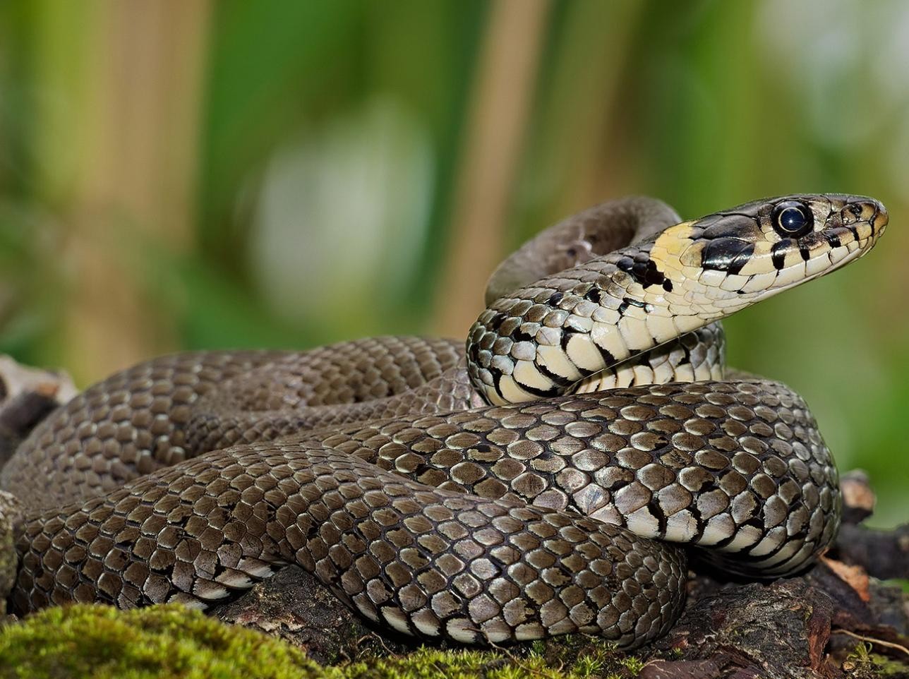 Grass snake