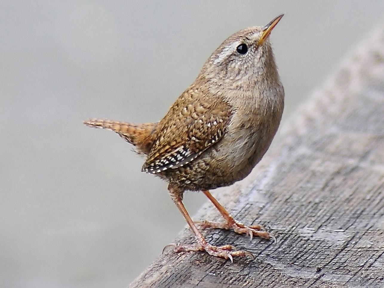 Wren