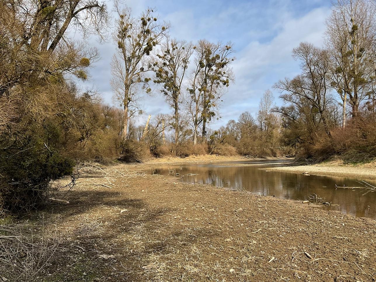 Trockener Boden und mit Wasser gefüllte Schlute in den Rheinauen in Rastatt