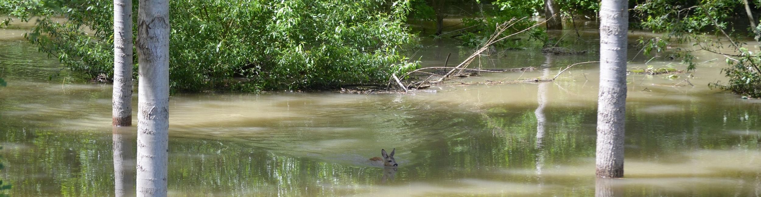 Flooded meadows of the Rhine. A deer swims in it