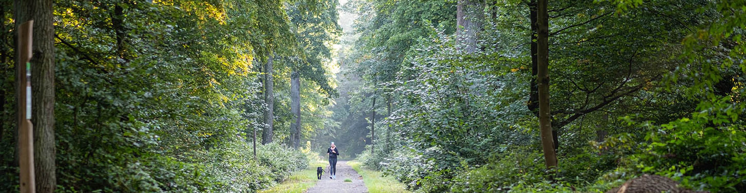 Öitgheimer Wald mit Spaziergängerin und Hund