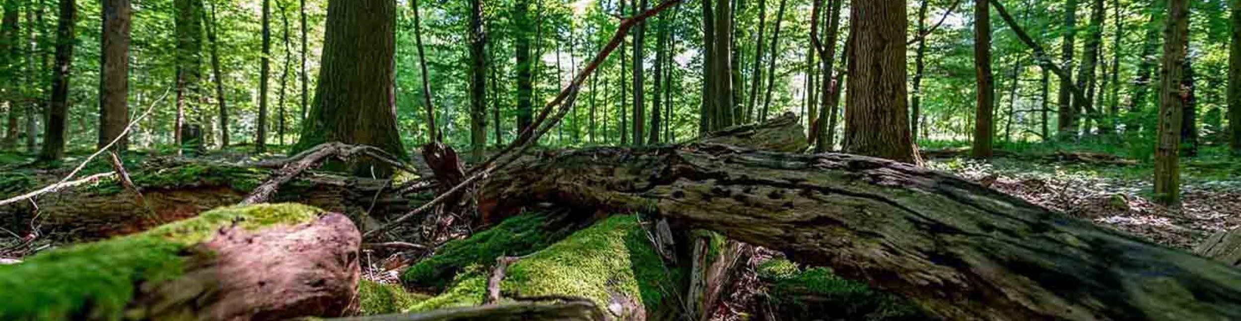 Ansicht Wald mit Totholz im Vordergrund. Durch die Stämme scheint die Sonne.