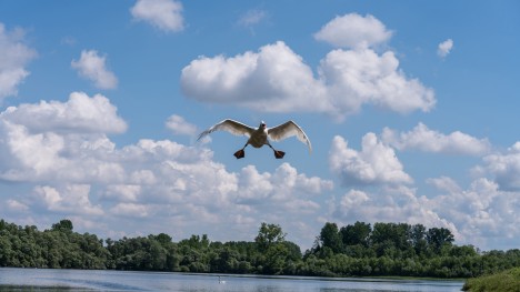Swan approaching with blue sky