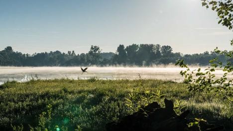 Stadtwald Nebel und Vogel