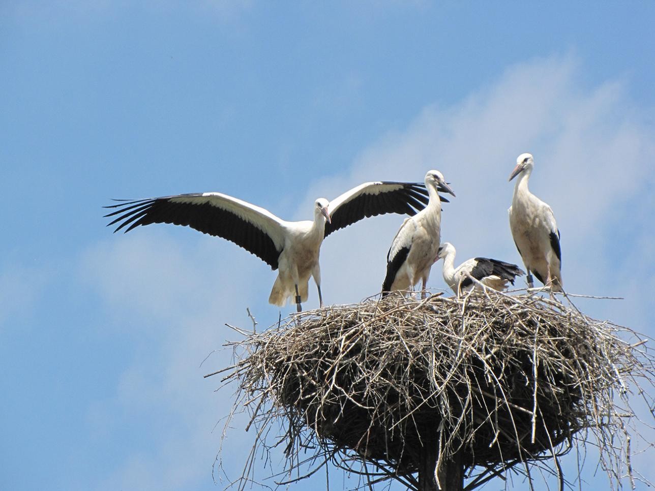 Eine Storchenfamilie in ihrem Newst