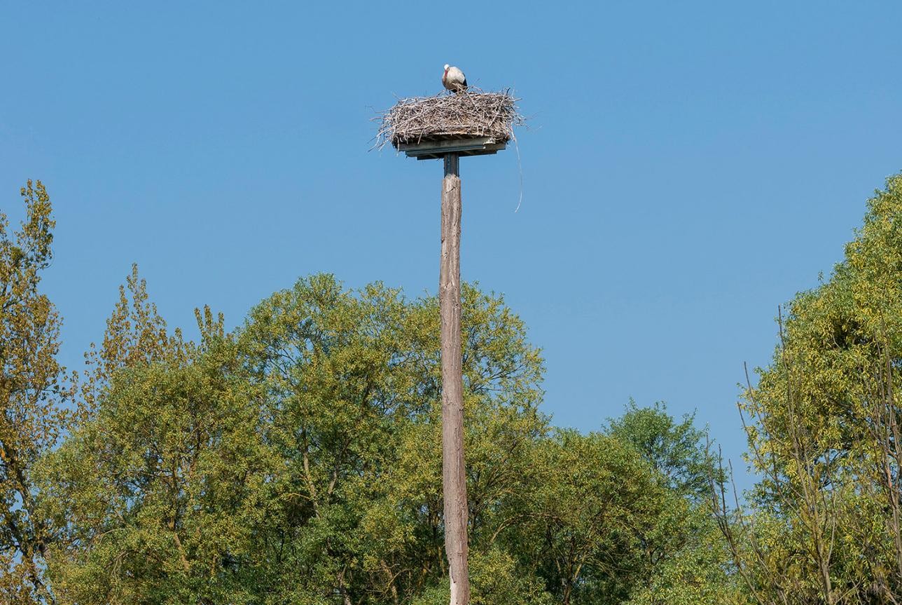 Ein Storch sitzt in seinem Nest in der Rheinauen