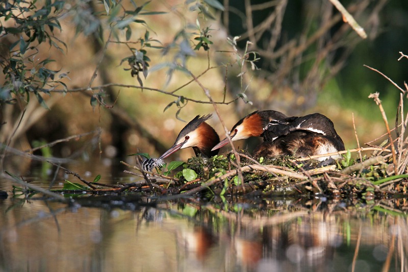 Haubentaucher sitzen auf Ästen in der überschwemmten Rheinaue