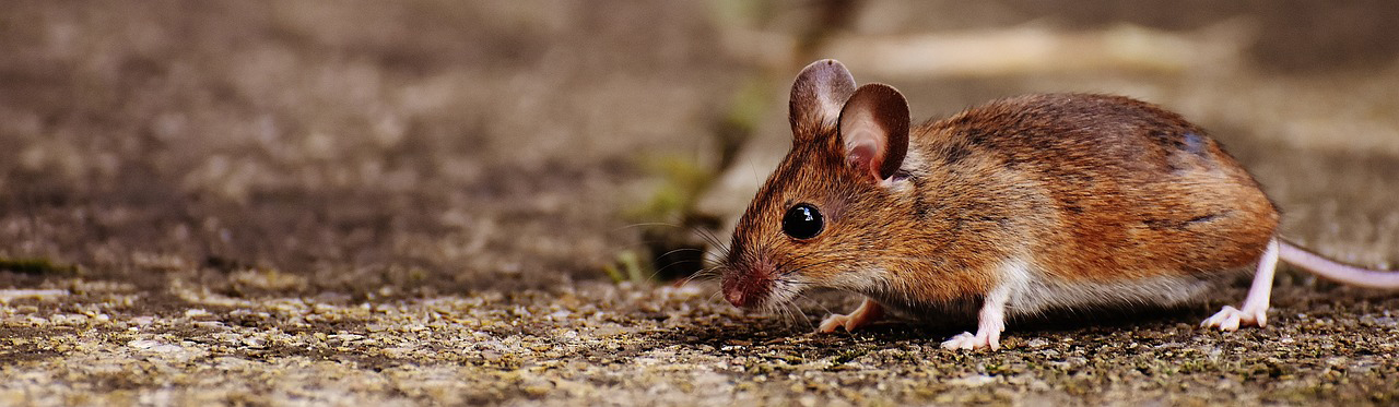 Foto einer Maus