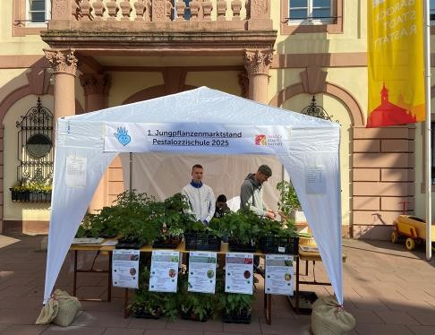 Die Schüler der Pestalozzi-Schule verkaufen auf dem Wochenmarkt vor dem Historischen Rathaus Bio-Gemüsejungpflanzen