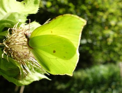 Der Zitronenfalter bringt als einer der ersten Farbe in den Frühling