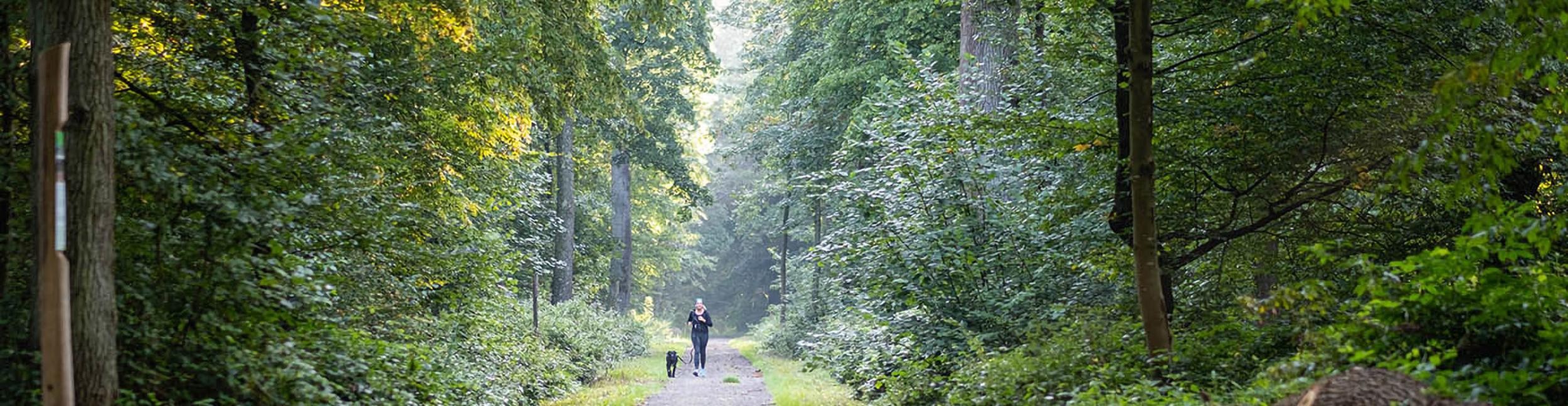 Forêt d'Öitgheim avec promeneuse et chien