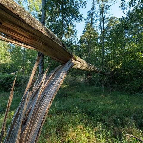 Arbre renversé dans la forêt d'Ötigheim