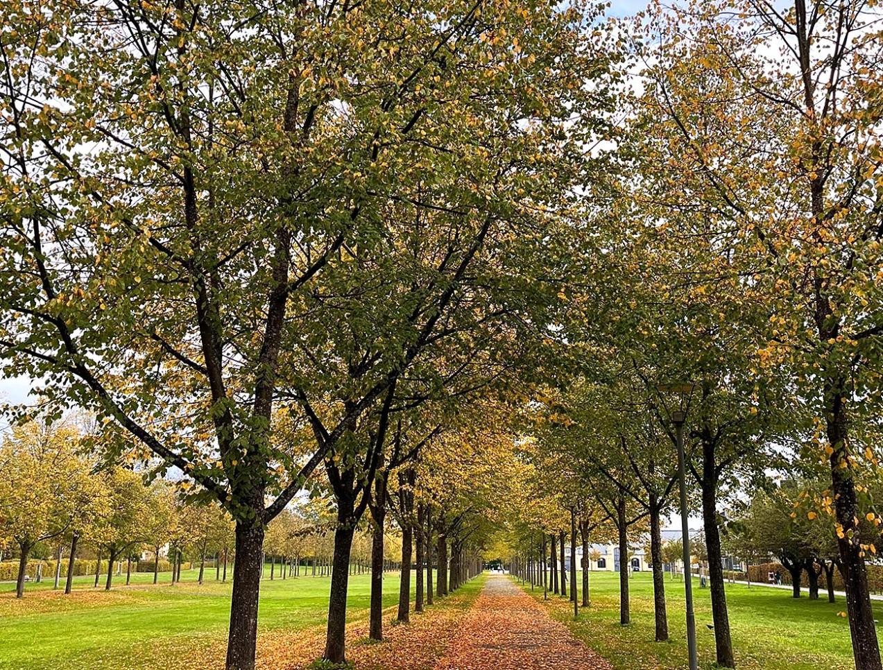 Dry trees at the Tapis Vert in Rastatt. Leaves lie on the ground.