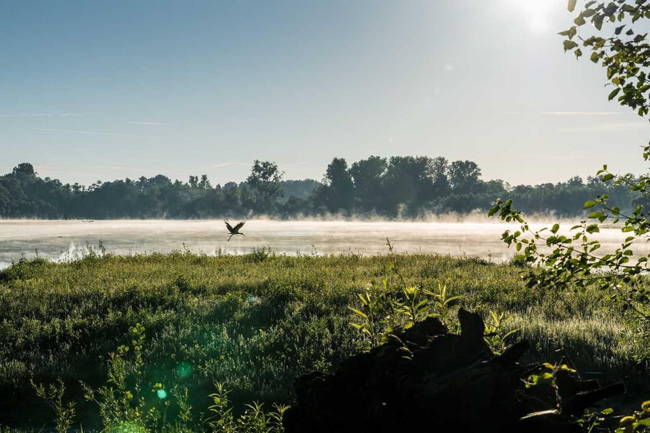 Ansicht Rheinauen mit Nebel über dem Wasser. Ein Reiher fliegt über das Wasser und es scheint die Sonne. Im Hintergrund Bäume am Ufer.