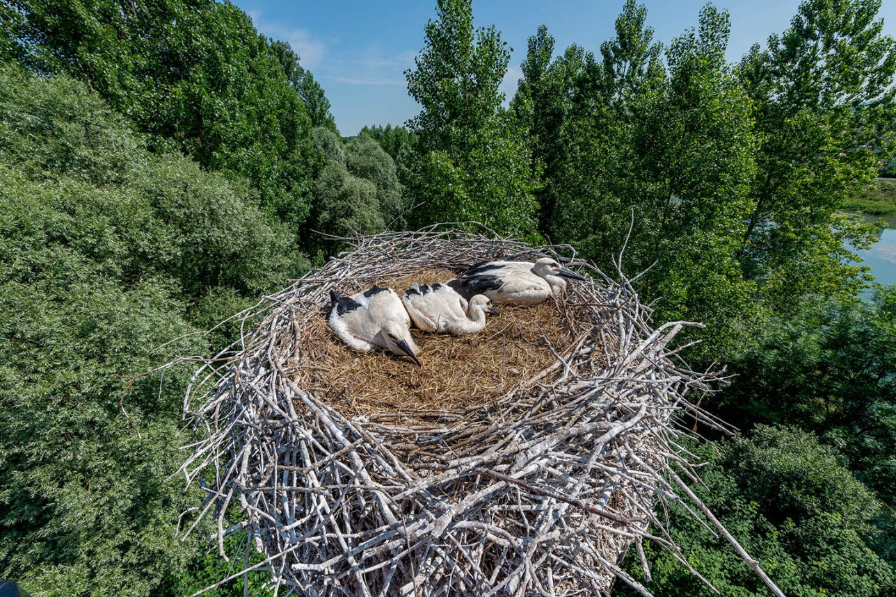 Three storks in one news