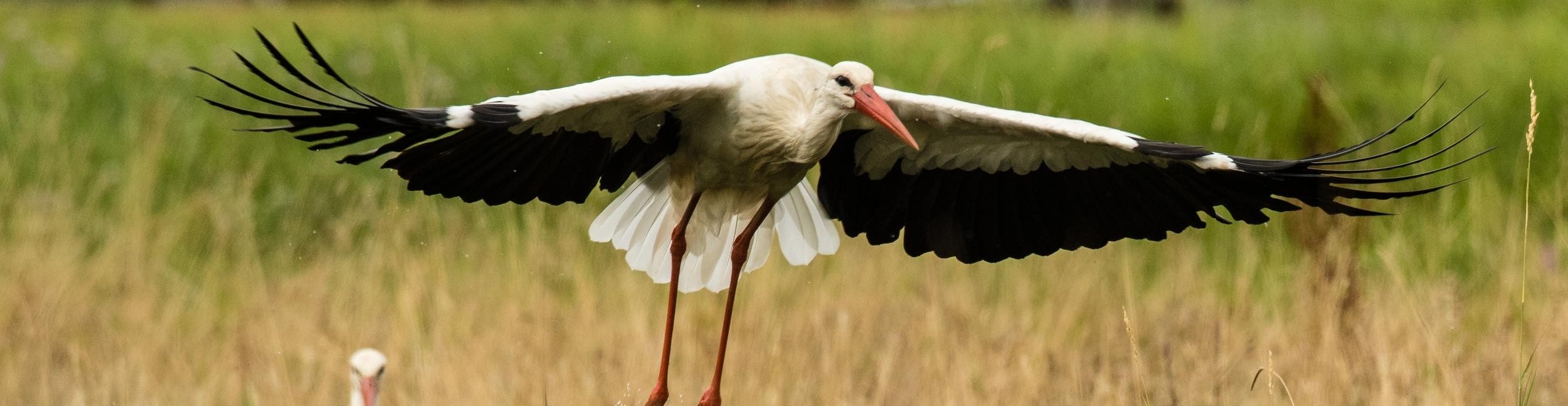 Flying stork in the floodplains of the Rhine