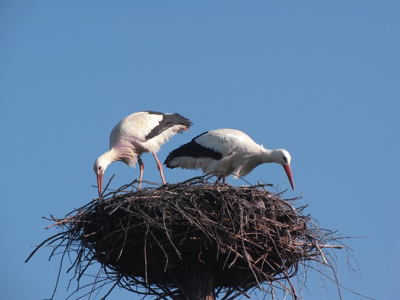 Two storks in one nest.