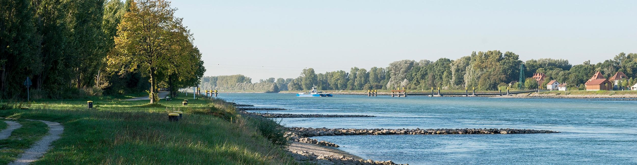 Les rives du Rhin à Plittersdorf
