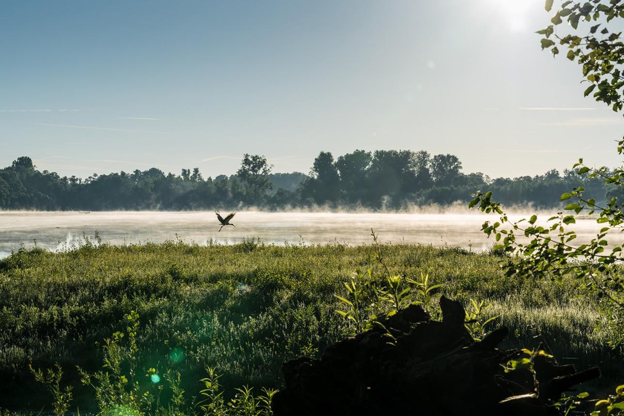 Les plaines alluviales du Rhin avec du brouillard au-dessus de l'eau