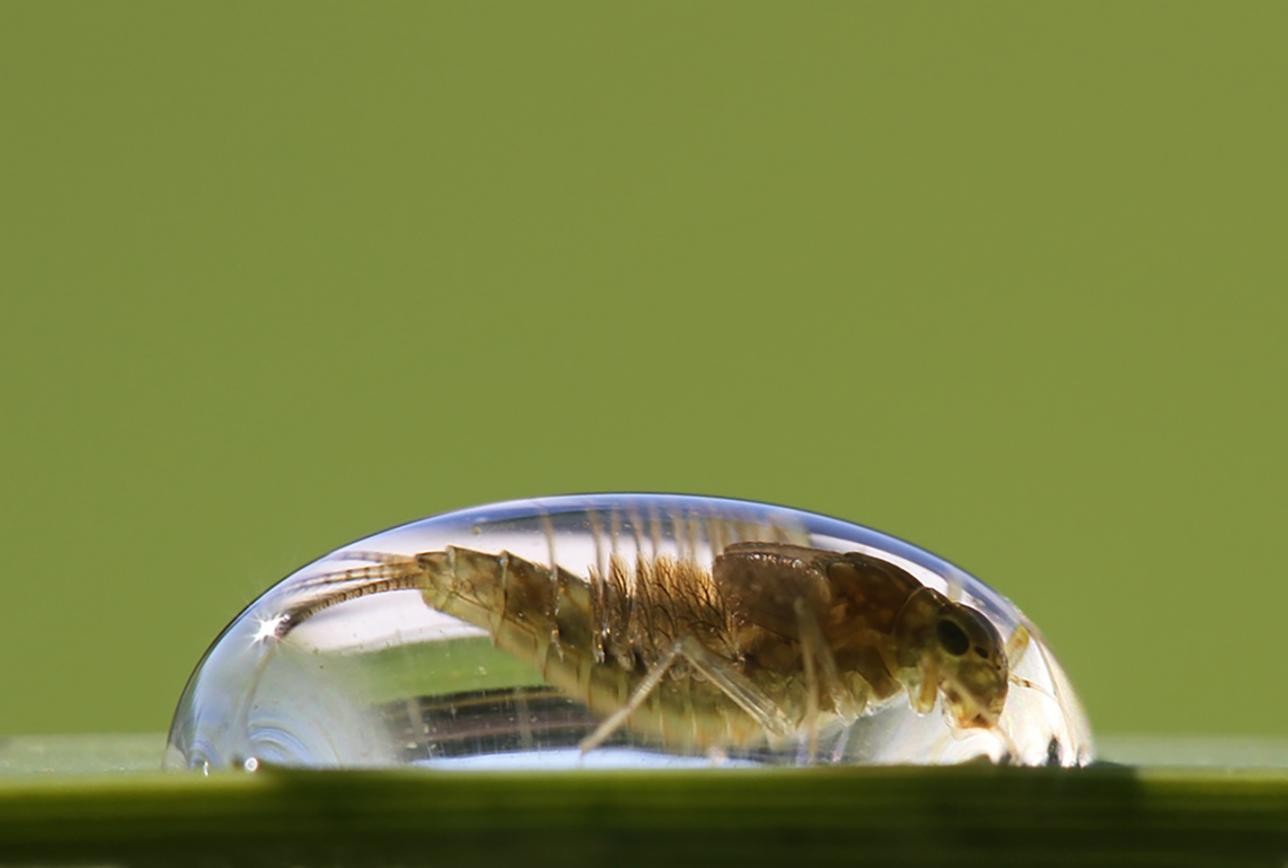 Goutte d'eau avec larve d'éphémère à l'intérieur