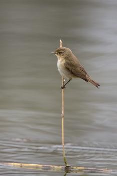 Ein Vogel sitzt auf einem Ast in der überschwemmten Rheinaue