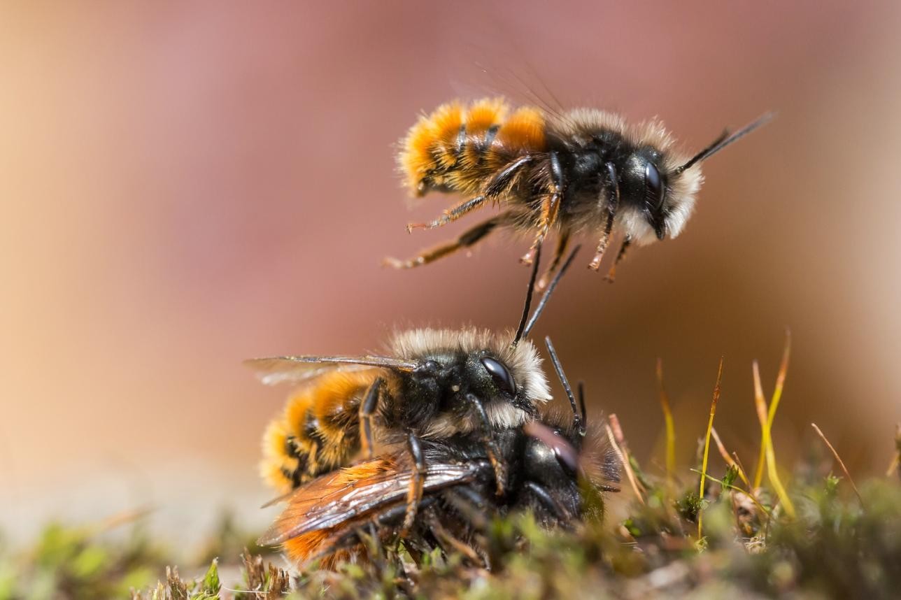 Forest bees in a meadow