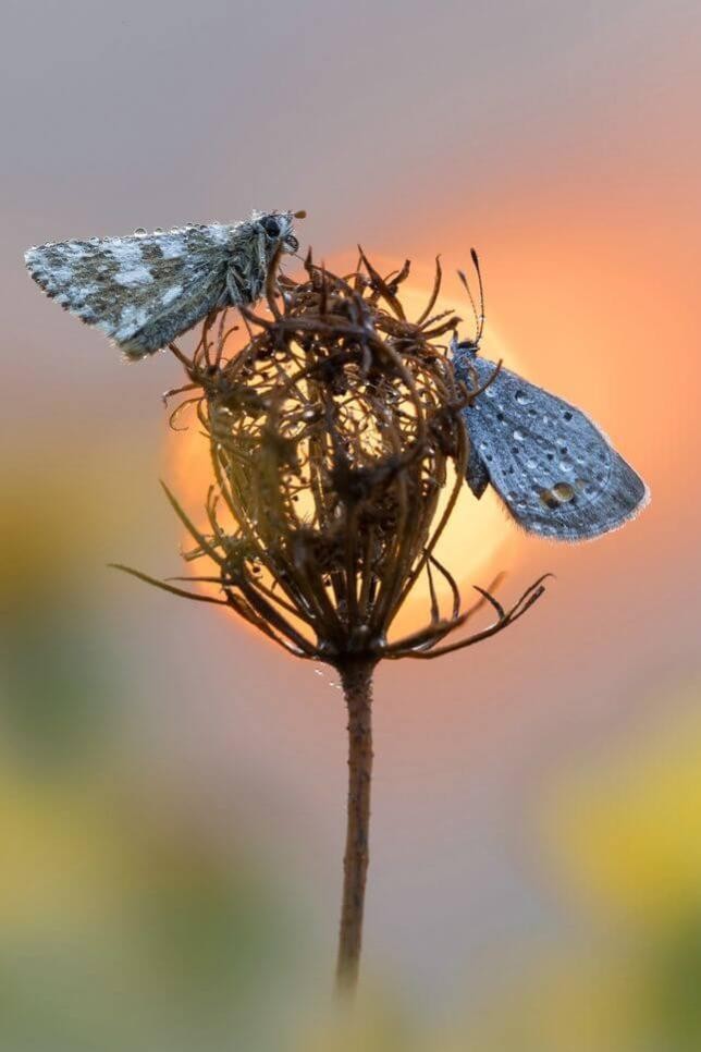 Schmetterlinge sitzen auf einer Blüme