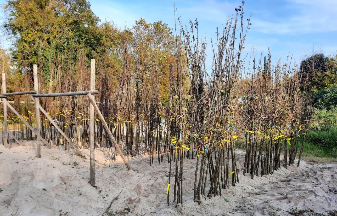 Klimabäume