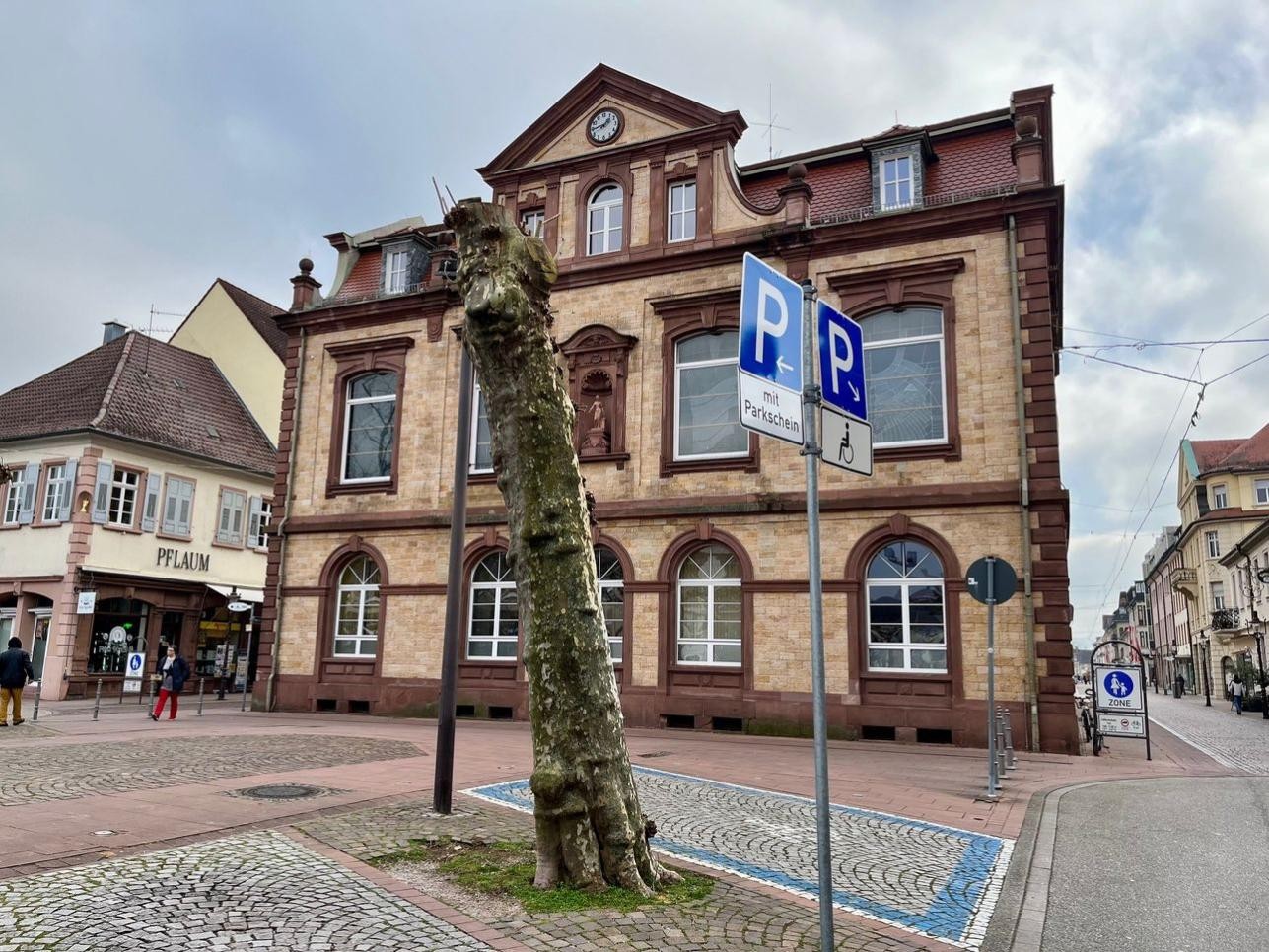 Die im vergangenen Jahr bereits gestutzte Platane wird nun komplett entfernt. Dafür müssen Parkplätze am Paradeplatz gesperrt werden. Foto: Stadt Rastatt/Heike Bornhäußer Platane