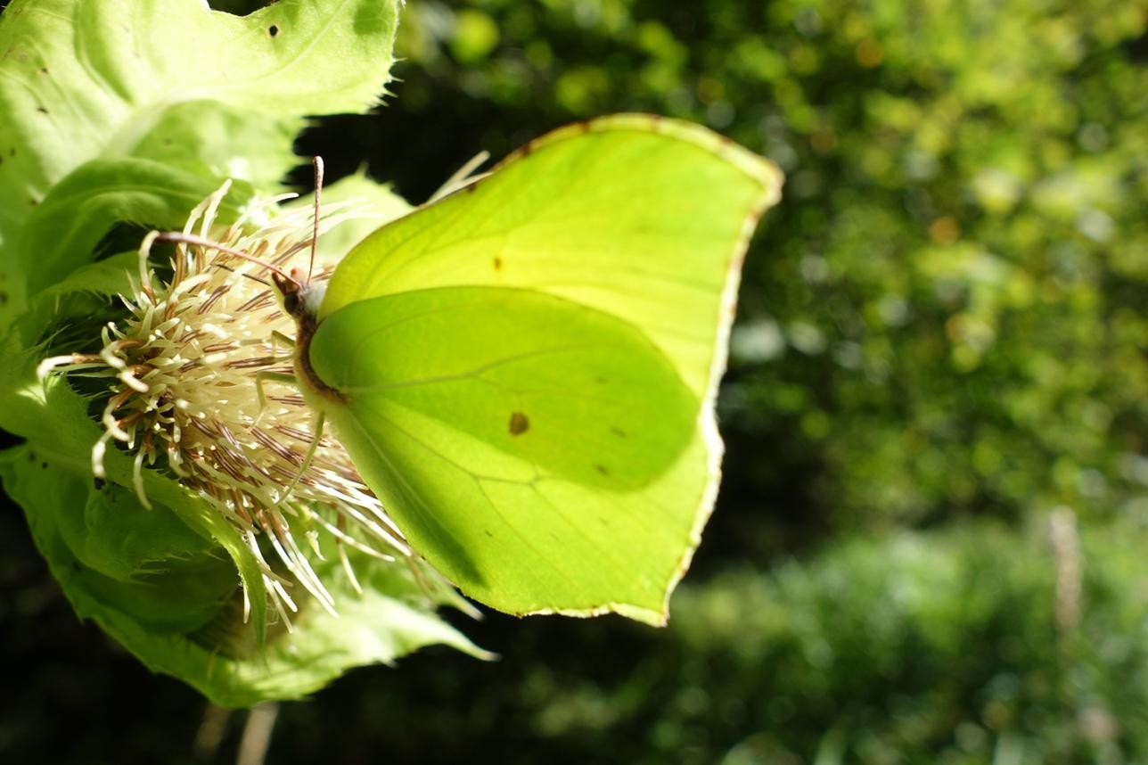 Der Zitronenfalter bringt als einer der ersten Farbe in den Frühling