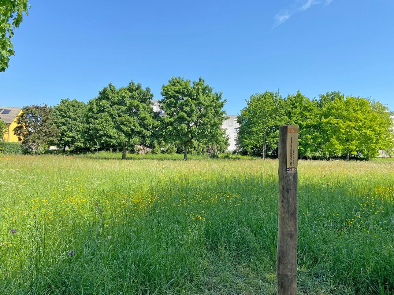 Wiese und Bäume