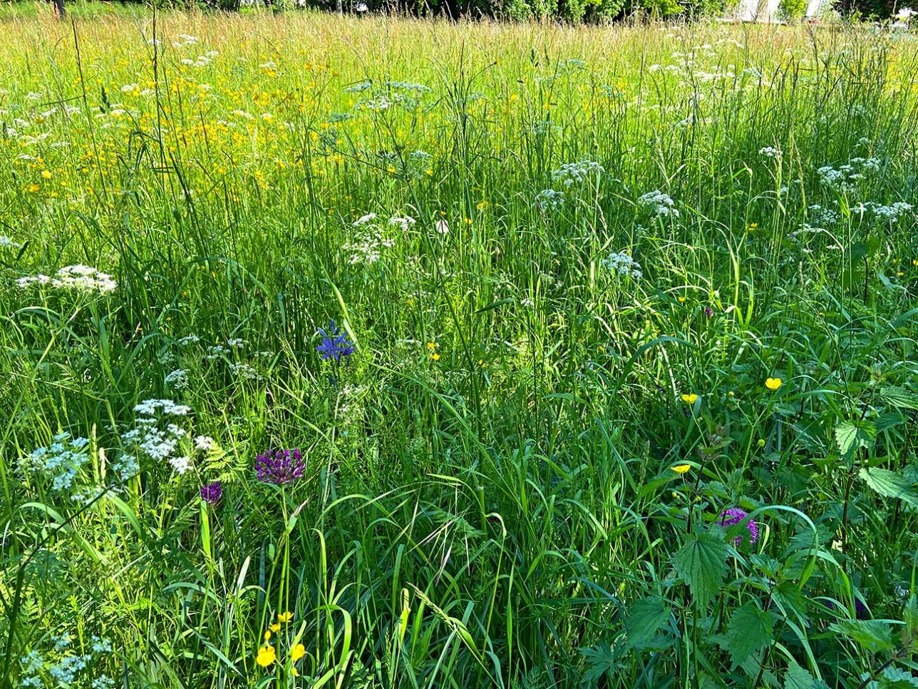 Kleines Stillgewässer Baldenau