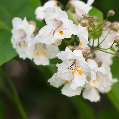 Blüte des Trompetenbaumes. Foto: Hennadii Havrylko-stock.adobe.com Blüte Trompetenbaum