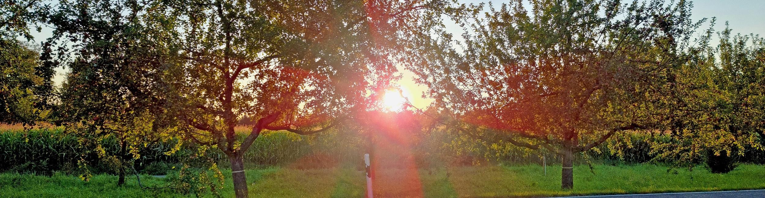 Lebensraum Wiese: Streuobstwiese Oberwaldstraße. Foto: Stadt Rastatt/Isabelle Joyon Wiese und Bäume