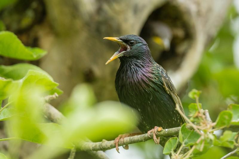 Der Star - Foto: Rainer Deible