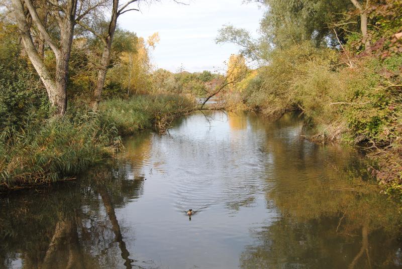 Herbst im Rastatter Ried - Foto: Bernhard Unser