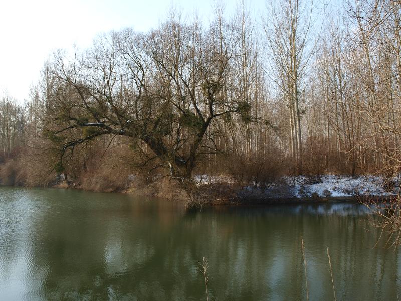 Die Rheinaue im Winter - Foto: Stadt Rastatt