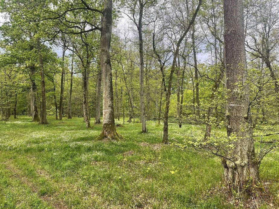 Im Wald gibt es zahlreiche Vögel zu entdecken - Foto: Volker Späth