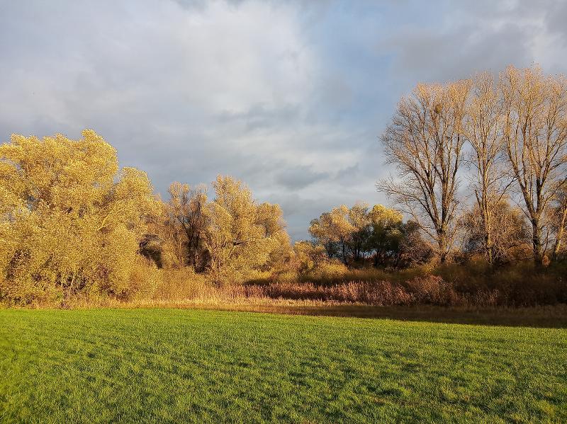 Das Rastatter Ried - Foto: Stadt Rastatt