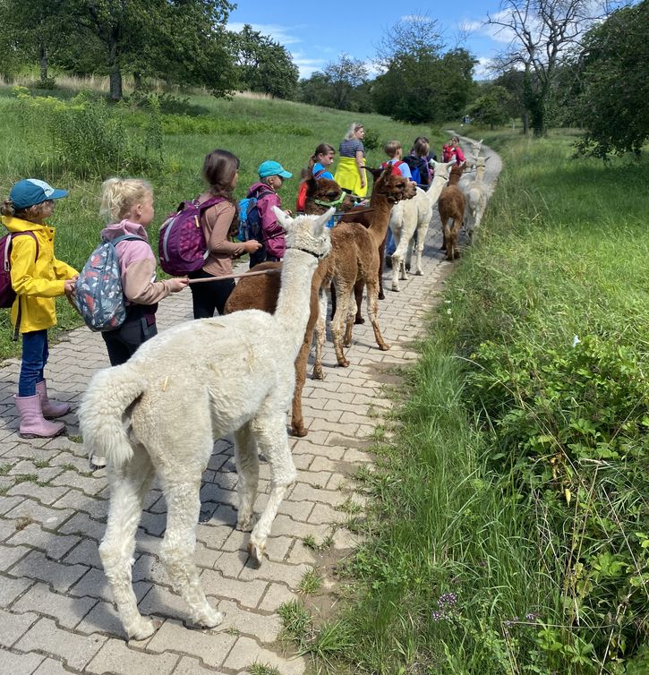 Kinder wantern mit Alpakas