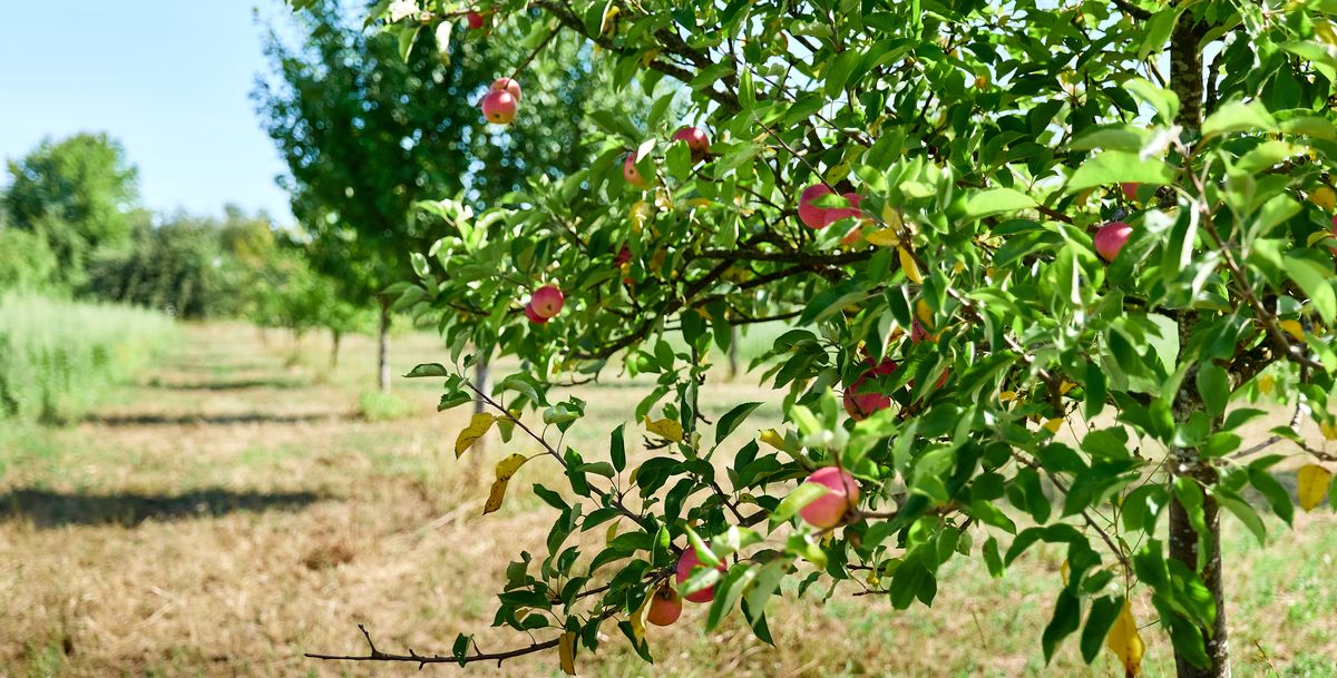 Streuobstwiese mit Baum im Vordergrund