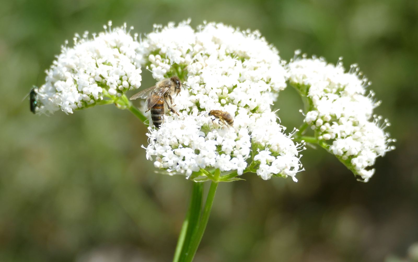 Blume in der Ökostation Stadt Rastatt mit zwei Bienen